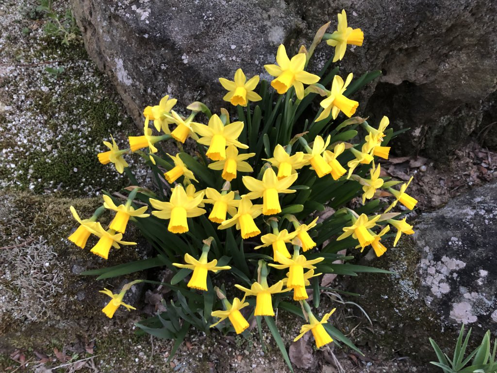 もえ エビデンスは存在しない V Twitter みんなちょっとずつ違う 水仙 スイセン