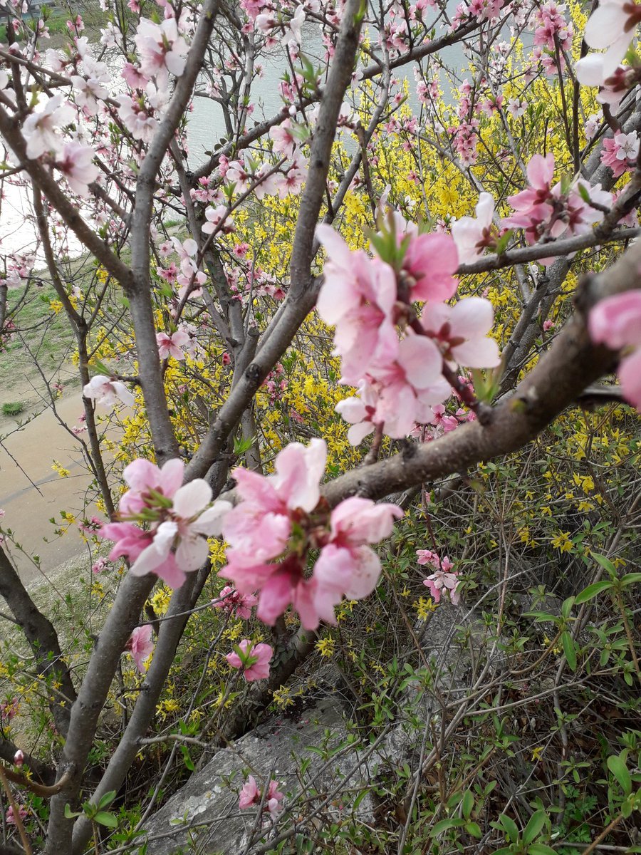 낮선 여인의
내음이 났다
뒤 돌아 보니
보이질 않았다
눈에 비치는 꽃에는
향기가 없었다
스쳐 지날때면
그녀의 내음이 났다
향긋한 그녀의 체취였다
봄날의 하루 중에.....
