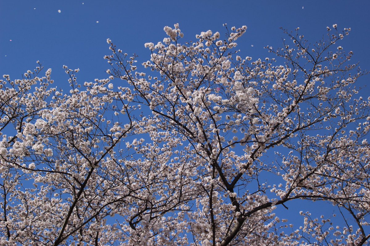 敦彦 Twitter પર 桜 舞い散る桜 儚い ケツメイシ さくら 花びら舞い散る記憶舞い戻る 敦彦 Twitter પર 桜 舞い散る桜 儚い ケツメイシ さくら 花びら舞い散る記憶舞い戻る