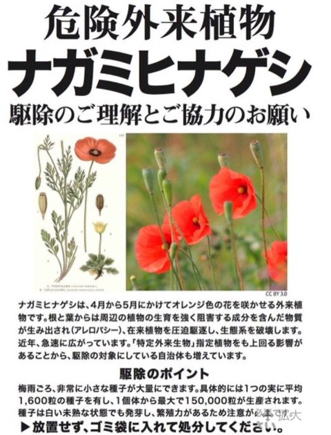 餅月 平良 もちつき たいら 去年辺りからよく見かけるチラシ 危険外来植物 などと造語し そもそも特定外来生物にも指定されていないナガミヒナゲシに対する過剰な危機感を煽るのはどうかと思うぞ もちろん外来種を広く容認する訳ではない 餅月 平良 もちつき たいら 去年辺りからよく見かけるチラシ 危険外来植物 などと造語し そもそも特定外来生物にも指定されていないナガミヒナゲシに対する過剰な危機感を煽るのはどうかと思うぞ もちろん外来種を広く容認する訳ではない