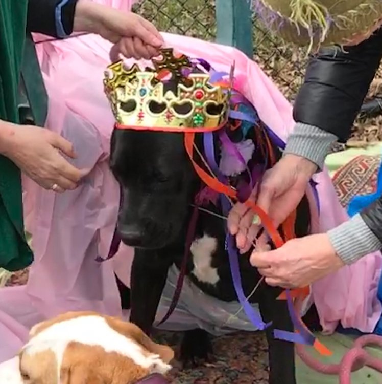 EdgewaterDog's tweet image. April Fools Party royalty! #dogpark #edgewater #dogslife