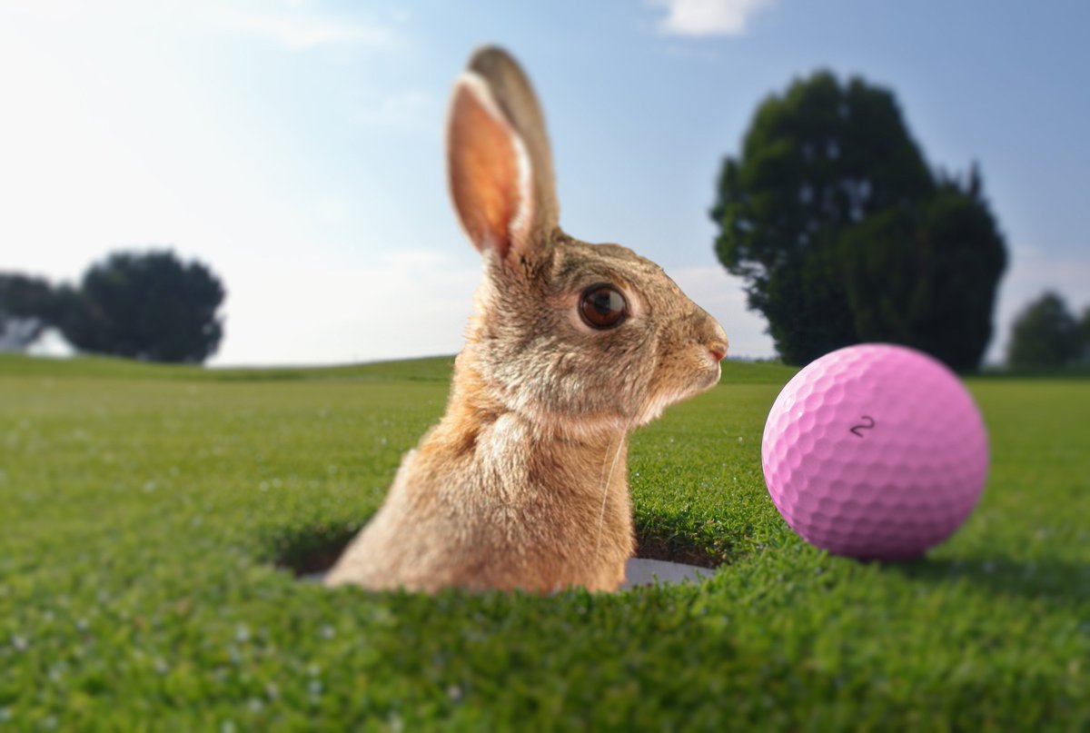 foreUP's tweet photo. From our #foreUP family to yours, we hope your day is full of birdies and bunnies! 🐰⛳️🐣
#HappyEaster #EasterGolf #BunniesandBirdies #foreUPcustomer https://t.co/bISrAERAS1