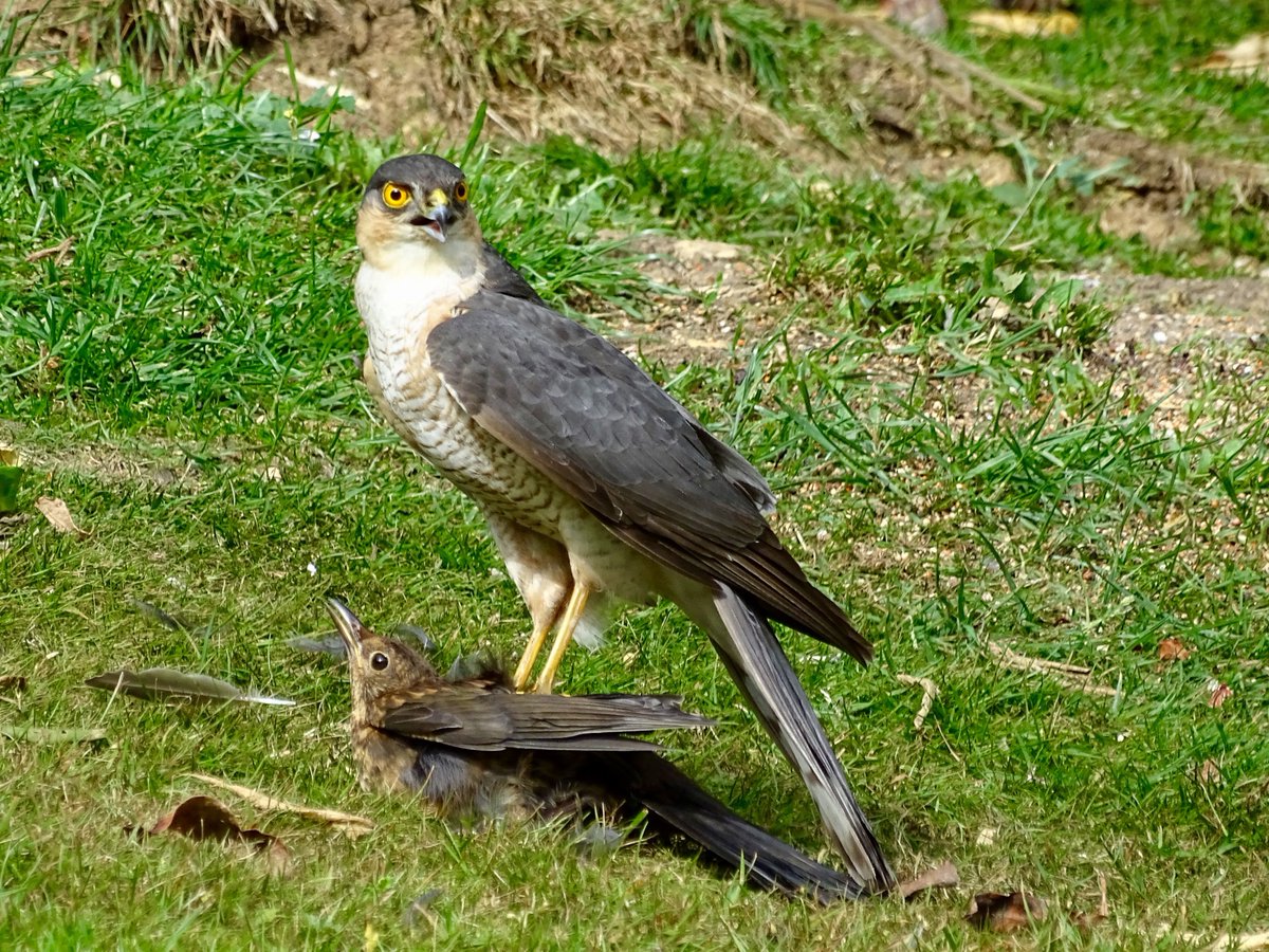 #BeakWatch Sparrow Hawk with Blackbird