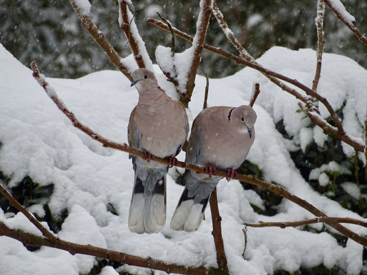 #Beak Watch Two Collard Doves in snow.