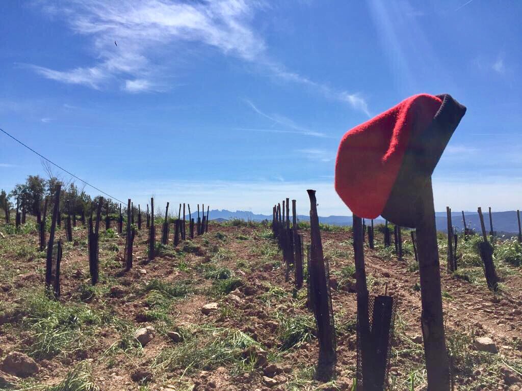 ladiferenta's tweet photo. Benvinguda #Primavera!
#vinyanova amb #Montserrat a l'horitzó.
@Castelladral_ #Caramelles https://t.co/KreVGl0ysH
