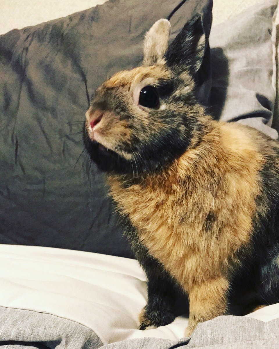 MsCarvalho7's tweet photo. Happy Easter and Passover weekend to the HMS community from somebunny special - my sweet Tulip 🌷 https://t.co/Eb9KBrZTPH