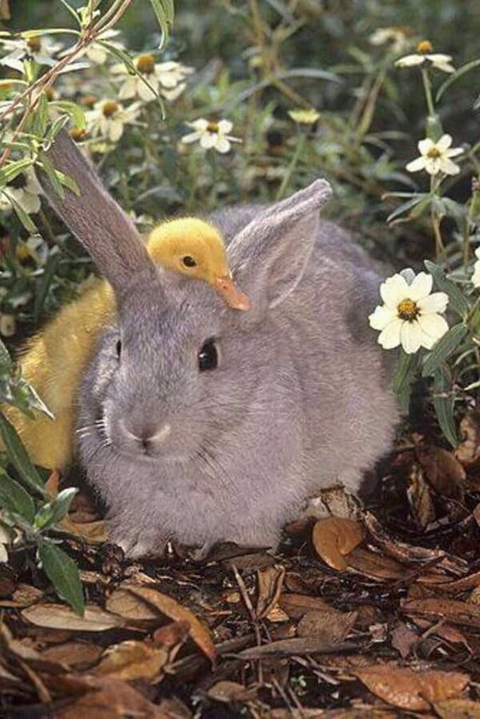 Happy Easter everyone! Remember 👆Easter is the only time when it's ok to put all your eggs in one basket 🐰 #Easter #easterbasket