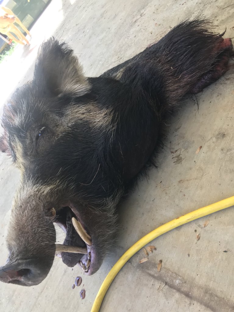 CTDEBO's tweet photo. Weighed in at 400 lb so he’s gonna get a nice mount #Thelegend https://t.co/HNKJNOoFzq
