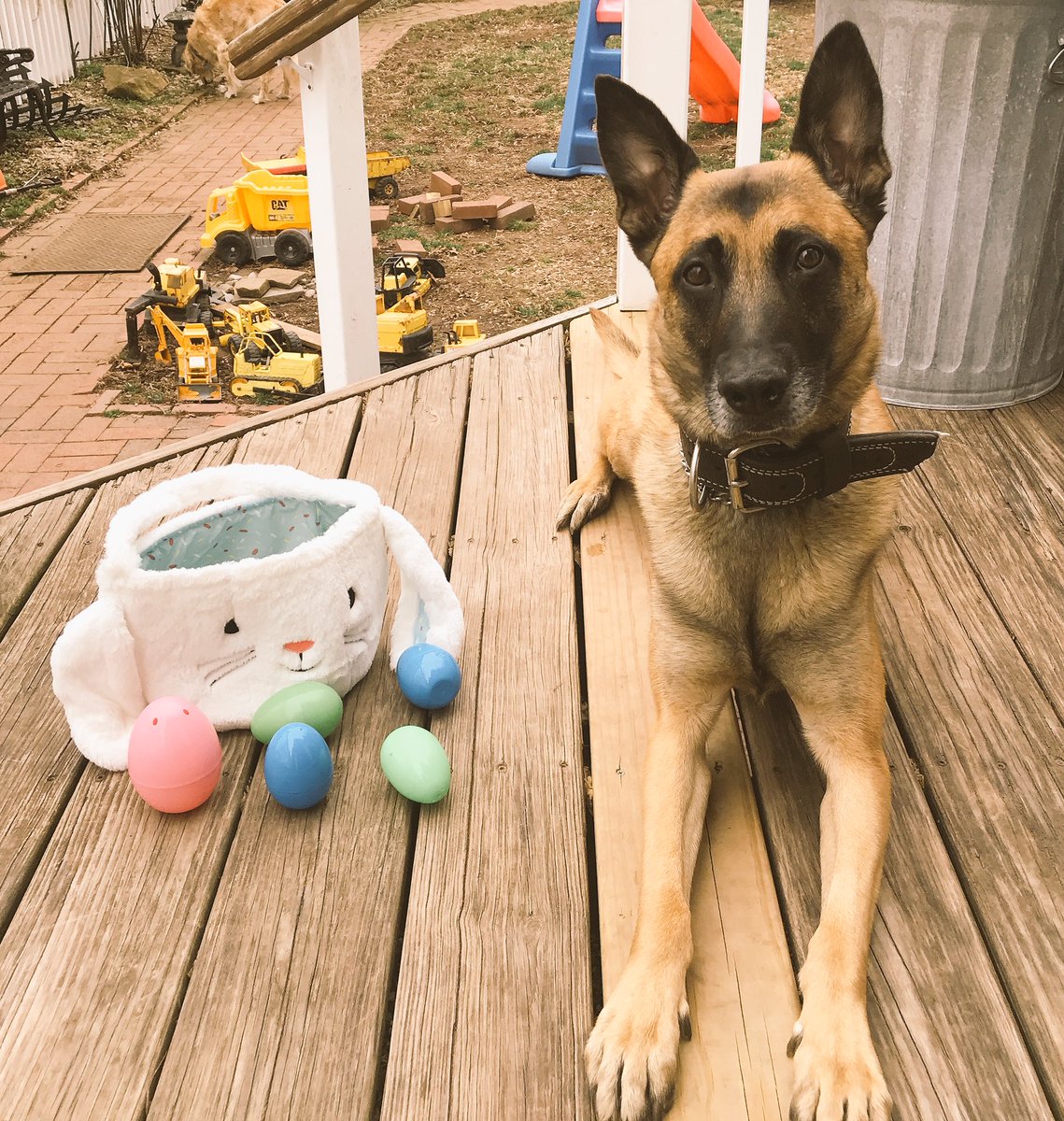 K9 Jase tweet media