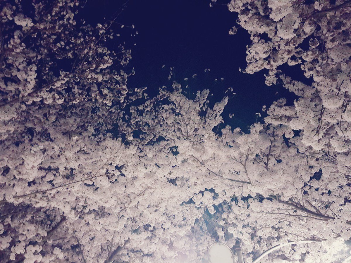 지금만 볼 수 있어
#벚꽃