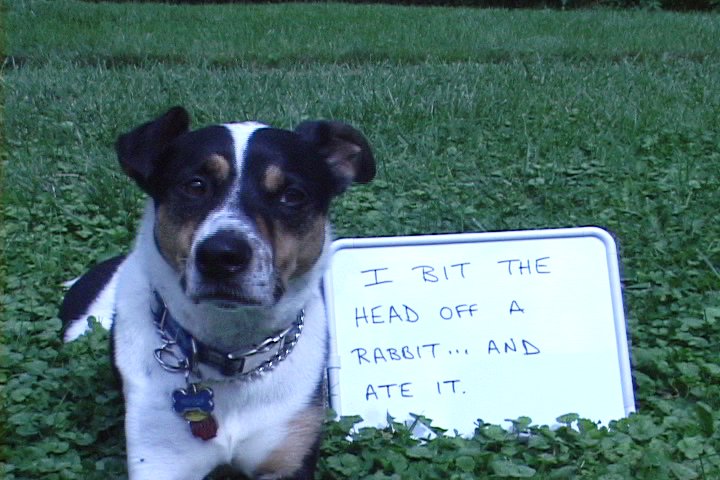 crudfish44's tweet image. The Easter Bunny better skip my house. #eastersunday2018 #EasterFools #Easter #EasterSunday