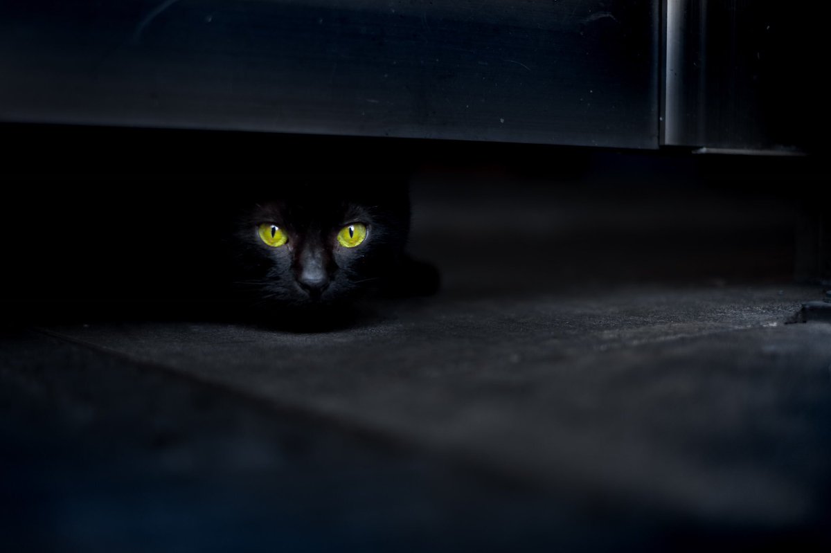 ザツメミガチ 青 En Twitter ちょっと怖いかな でも黒猫可愛いよね 目しか見えてないけど おやすみなさい また明日 Xpro2 Xf35mm Fujifilm Xseries Catsoftwitter 黒猫
