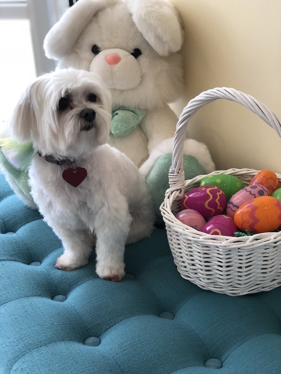 PPRLakeNorman's tweet photo. Happy Easter from all@of us at Lake Norman!! #petparadiselkn #HappyEaster https://t.co/q4geHh3XUK