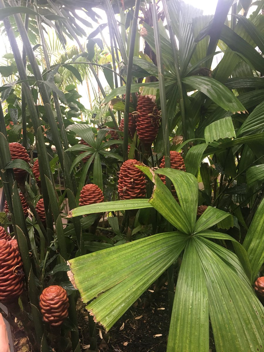 CRobins1's tweet photo. Finally made it to Kew Gardens #kew #kewgardens https://t.co/8qLAtdrAhc