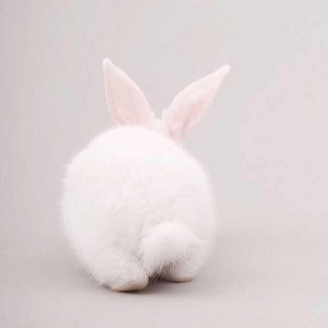 No bunny compares to you. 💕 Wishing everyone a Happy Easter 🐰 .
📸 from Pinterest .
.
#eastersunday #easterbunny #sundayafternoon #sundayfun #instabunny #fashiongirl #cuteanimals  #styleinspo #bloggerstyle #etsyca #emeryandopal #bloggerbabe #lifestyle… ift.tt/2H183I1