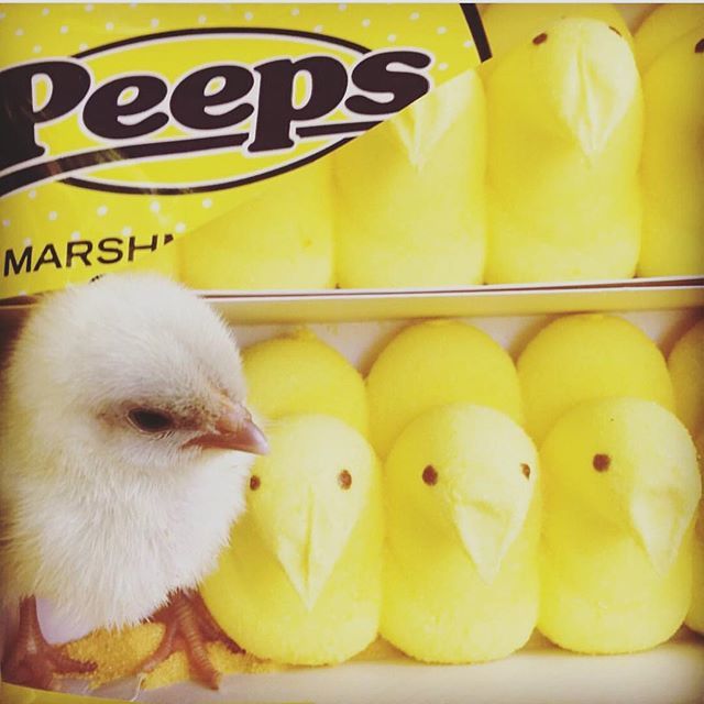 TinyTailstoYou's tweet image. An Easter Surprise with none of the sugar, but all of the sweetness! 🐥
.
.
.
#atxanimals #austinspring #atxfun #lilchicken #peeps #easter2018 #easterfools #austinawesome ift.tt/2GsleVy