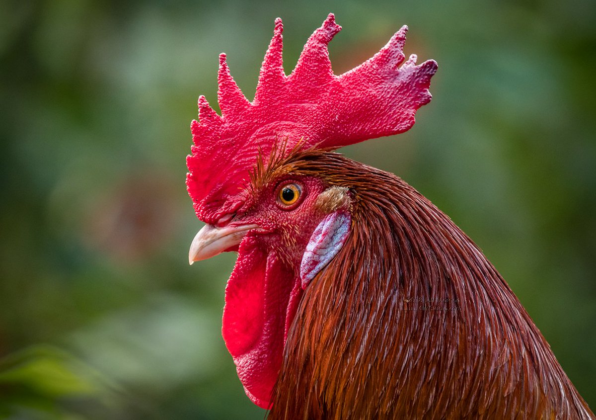 Jeff_ElmStudio's tweet photo. Have a very Happy Easter!

Not a 'chick' I know but a Costa Rican Chicken, that came from a chick! https://t.co/ZYS0UGUypA