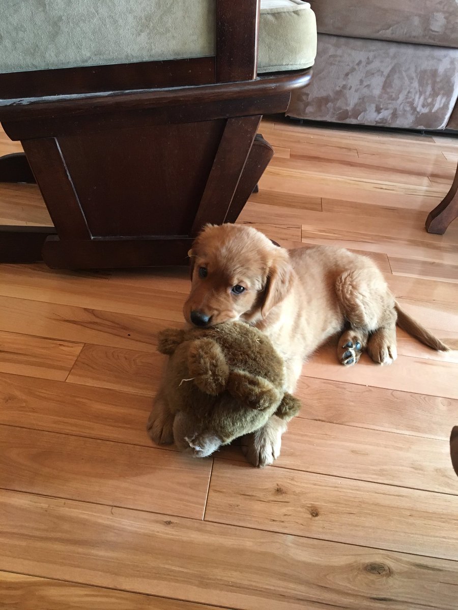jessica_heer's tweet photo. My absolute apologies for all the puppy pics, she’s just the best thing to ever come into my life😭🐾💗#macymae https://t.co/vLiSqj7a3I