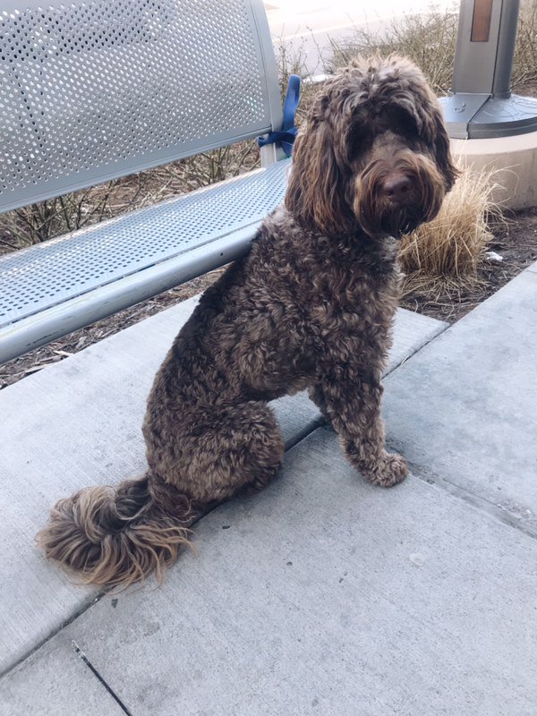 GraceBarliant's tweet photo. Nothings better for dog deprived college students then to see this on a sidewalk #DUStories #Freestyle #DigitalJournos https://t.co/3EafoqnW2w
