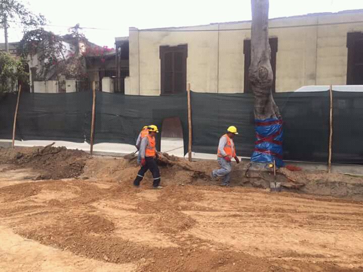 jfowks's tweet photo. Pruebas de que la @munibarranco sí cortó las raíces de árbol centenario para ampliar la vía y asfaltar Pedro de Osma. Fotos de Ismael Randall #arboricidio https://t.co/zsOBshu2ay