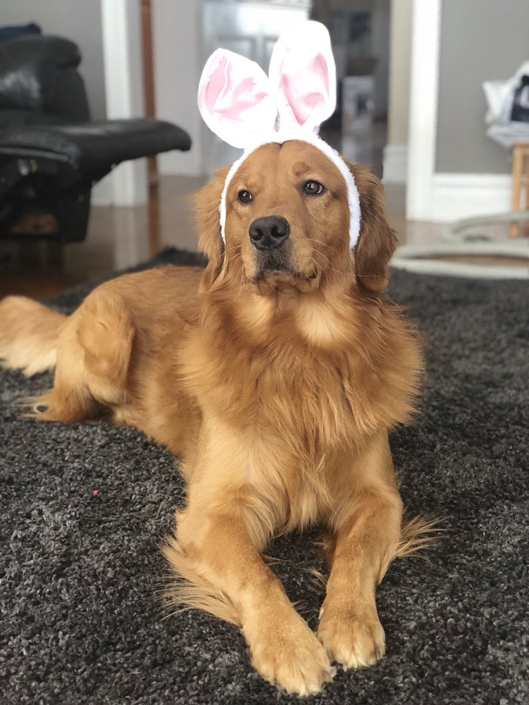 ONTSpecialNeeds's tweet photo. Happy Easter! https://t.co/uc1rZb8mZz