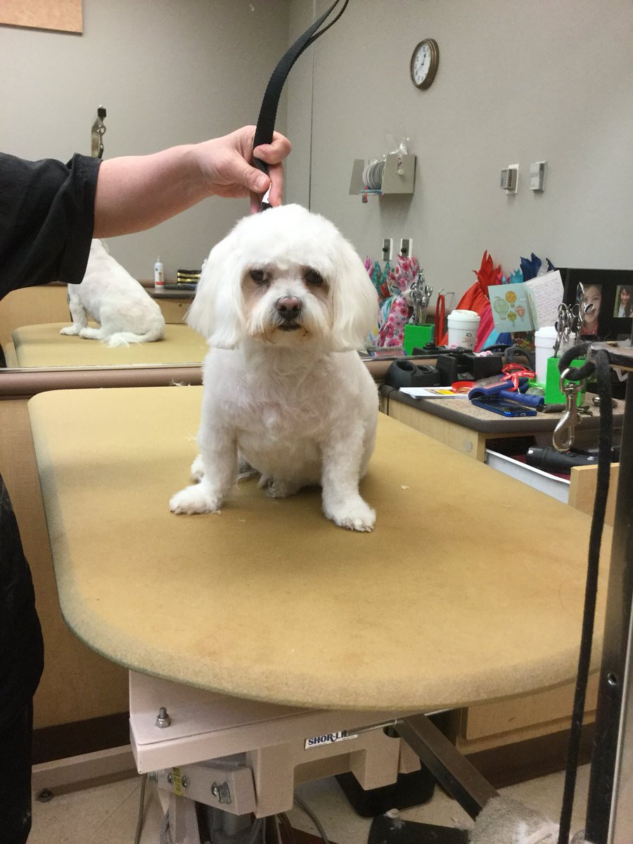 #Extrememakeover groomed by heidi#1580 #cny#northeastgrooming