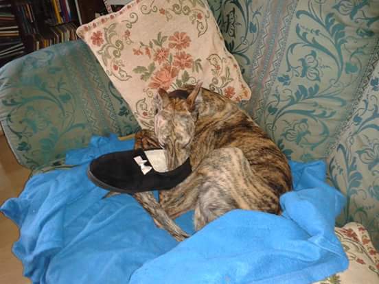marjoleine72's tweet photo. @NatPetMonthUK Vegas is a big slipper thief, just not very good at it as he normally falls asleep on the job β‘ #NPMLaunch https://t.co/USitSoE19P