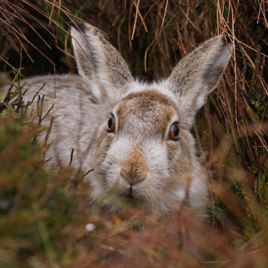 Time spent photographing these wonderful creatures is time well spent - they're truly beautiful #mountainhare #hare #whitehare @HPT_Official @CarlBedson @MoorCitizens
