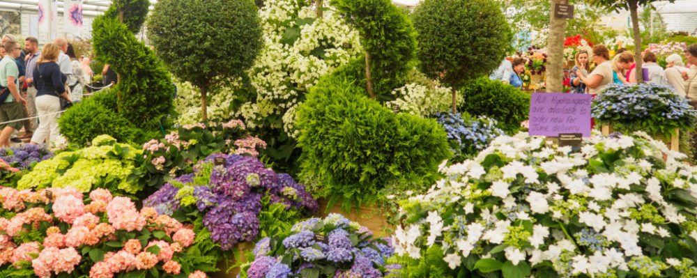 TrazeeTravel's tweet photo. Looking for a #flowershow that strikes your fancy? #genwhynot https://t.co/eCELHua9lS https://t.co/TnpiMxUjZ1
