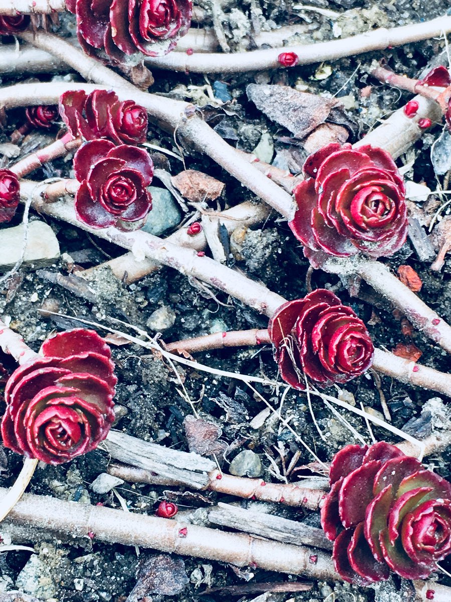 mjackchilds's tweet photo. Spring has arrived in Boston. For now. https://t.co/7iLRgVcIcI