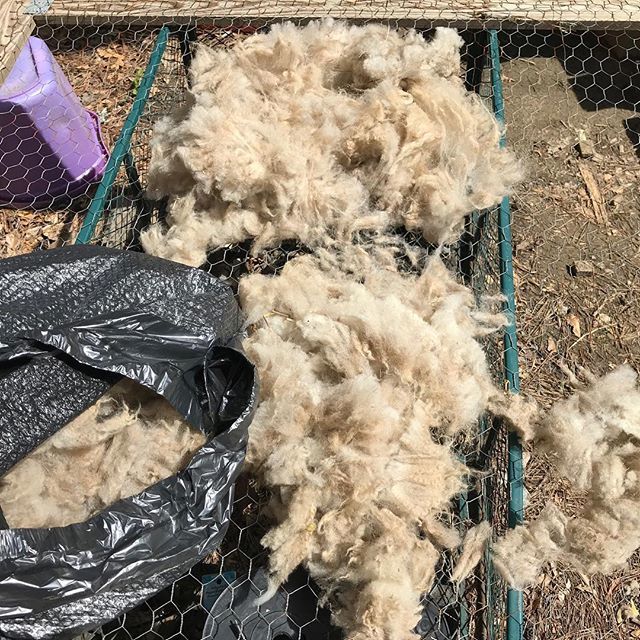 Beautiful day to skirt fleeces here in Georgia. #sheeplife #fleece #rawfleece ift.tt/2H3Bt8z