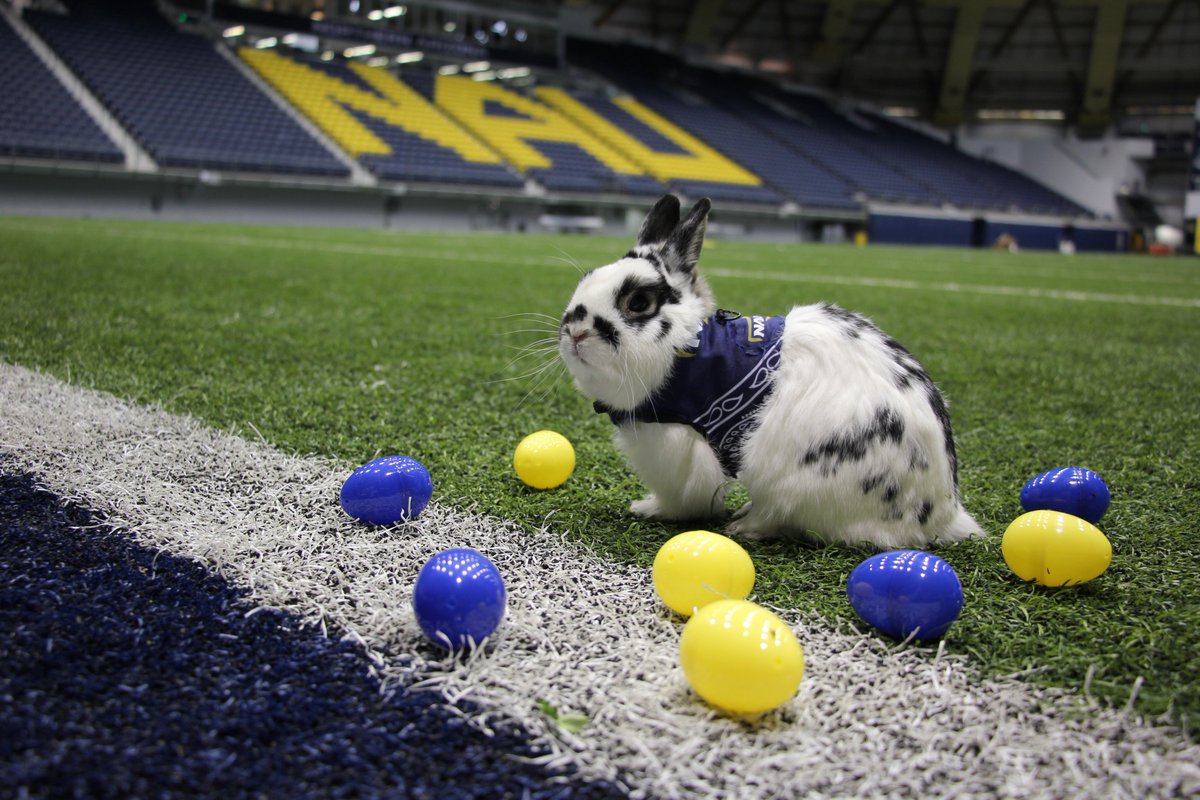 HAPPY EASTER FROM NAU ATHLETICS! 🐰🐣🌷