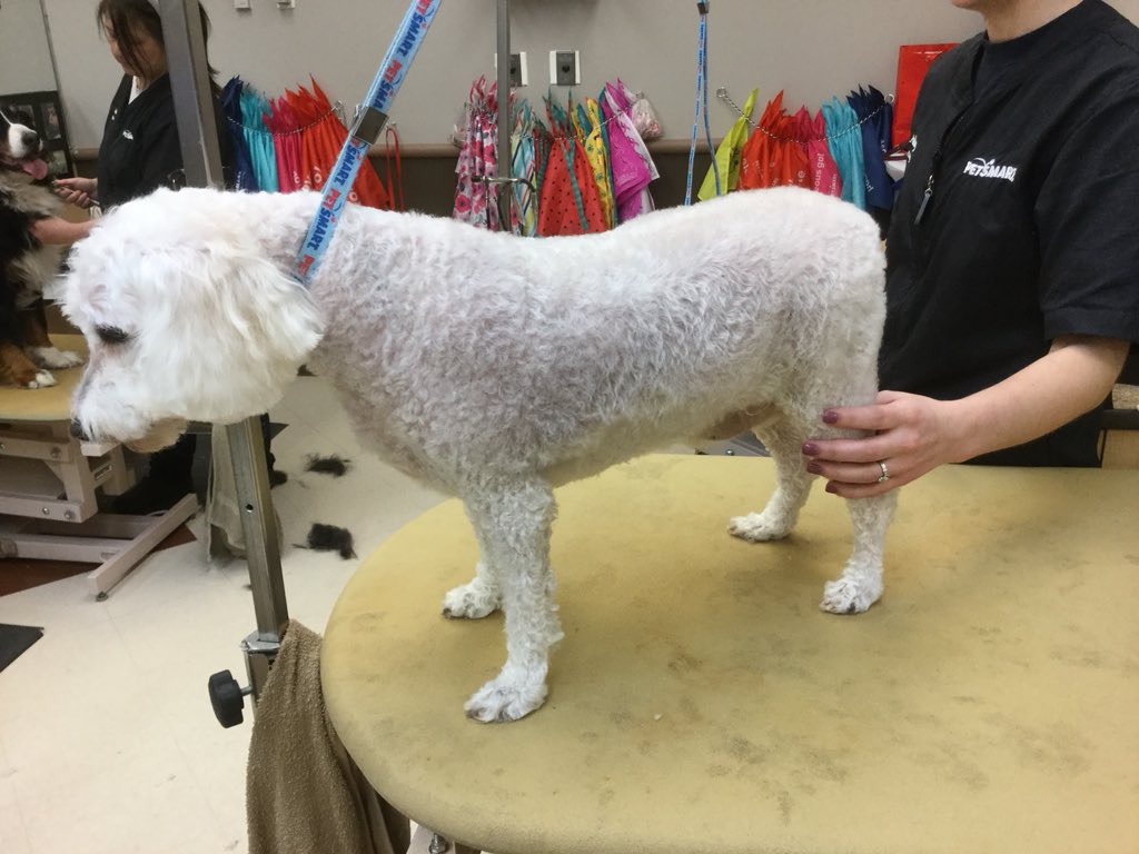 Snowy got an #extrememakeover at store 1580 today! Groomed by Kelsey. #cny #northeastgrooming #1580