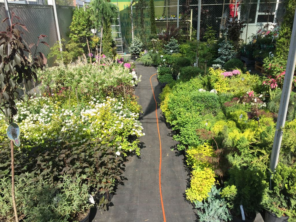 GardenUA2017's tweet image. Уже вскоре  в садовом центре Blueberry by Leto  откроется сезон продаж! Заходите в гости 😉
 bit.ly/2G7hFDY
#leto #blueberrybyleto  #садовыйцентр #саженцы #рассада