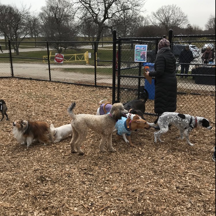 EdgewaterDog's tweet image. The festivities have commenced! #aprilfools #edgewater #dogslife #dogpark