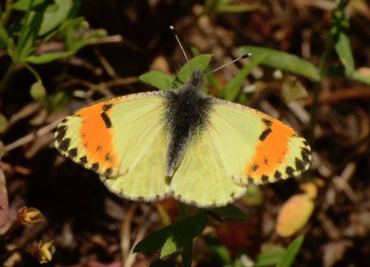 An Orangetip to celebrate Spring - HAPPY EASTER !!!
This is subspecies sulfuris, named by fellow Seattle resident Jon Pelham.  
It had been a Sara Orangetip ssp, but was revised this week to be a Julia Orangetip form, by Todd Stout.  I prefer this, since I have a daughter Julia🙂