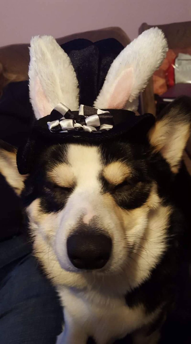 GordonFetcher's tweet photo. #Ziggy the #corgi #disapproves of wearing #bunnyears. He is a #dog, not the #EasterBunny for #goodnesssake. #Easter2017 #celebrationofdogs https://t.co/6FXfTt68Fv