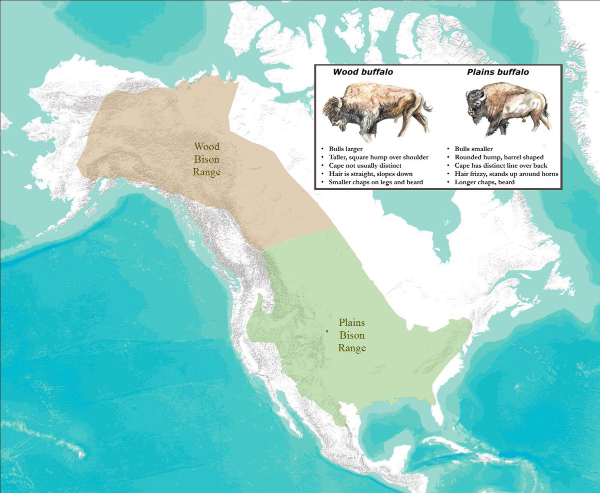 gel nimbus 21 homme avis