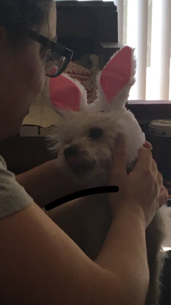 uclacool7's tweet image. Our Puppy Child Maya as the Easter Bunny. ---Wishing you all a very Happy Easter 🐰🐰🐰💐🌺🌸 and Happy Passover.🐶🐶🐶🐶🐶🐶🐶🐶🐶🐶