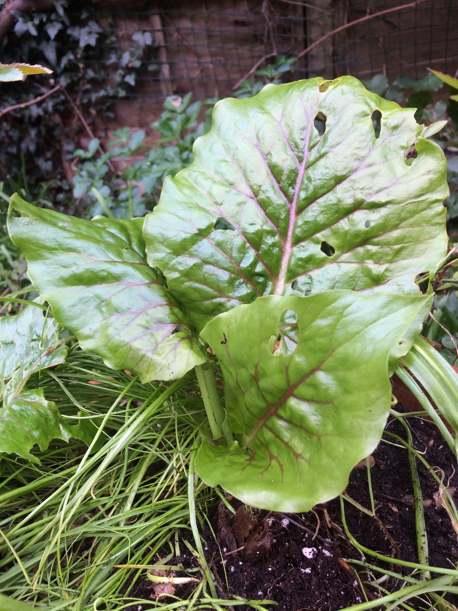 LambethHortUK's tweet image. Can any of you knowledgeable hortifolk identify this?  There are three of them, growing from bulbs in my best bulb pot, so I think it’s something I planted (rather than a blown-in weed) but I have no idea what it is.  #memoryfail #muststartagardenjournal