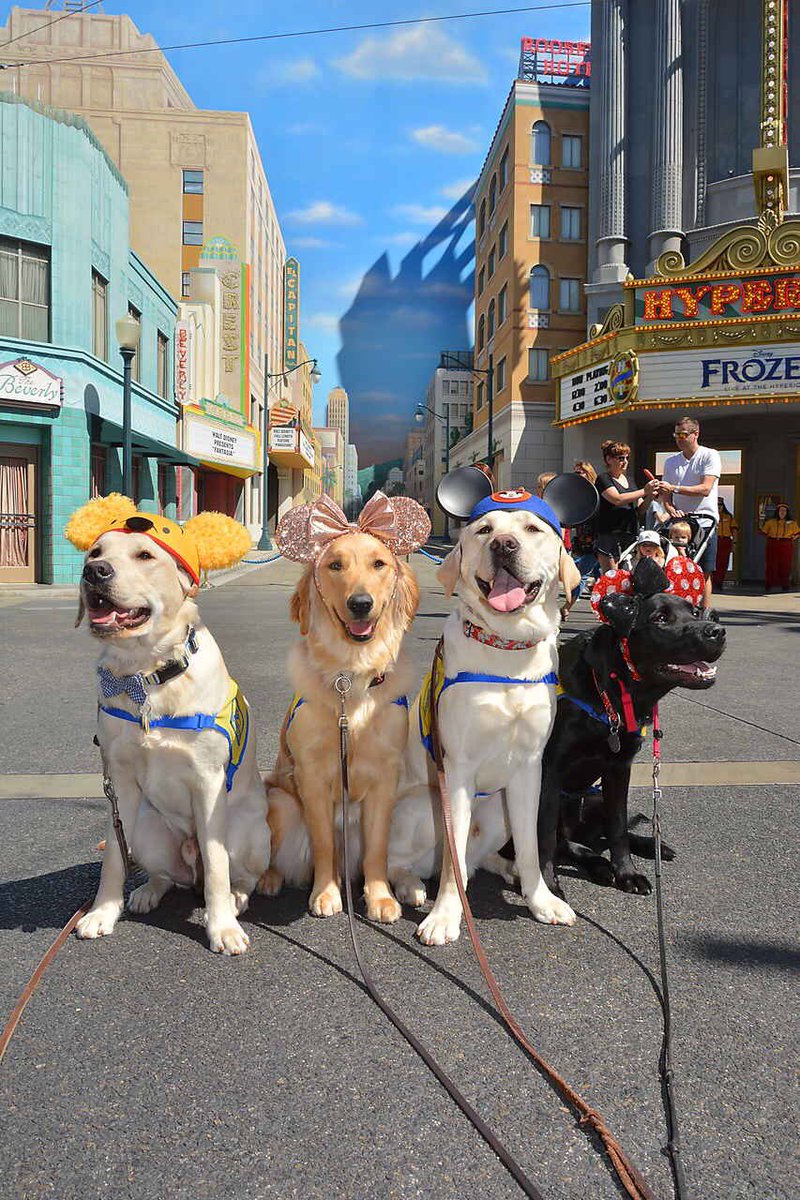 These Service Dogs Had The Best Trip To Disneyland
