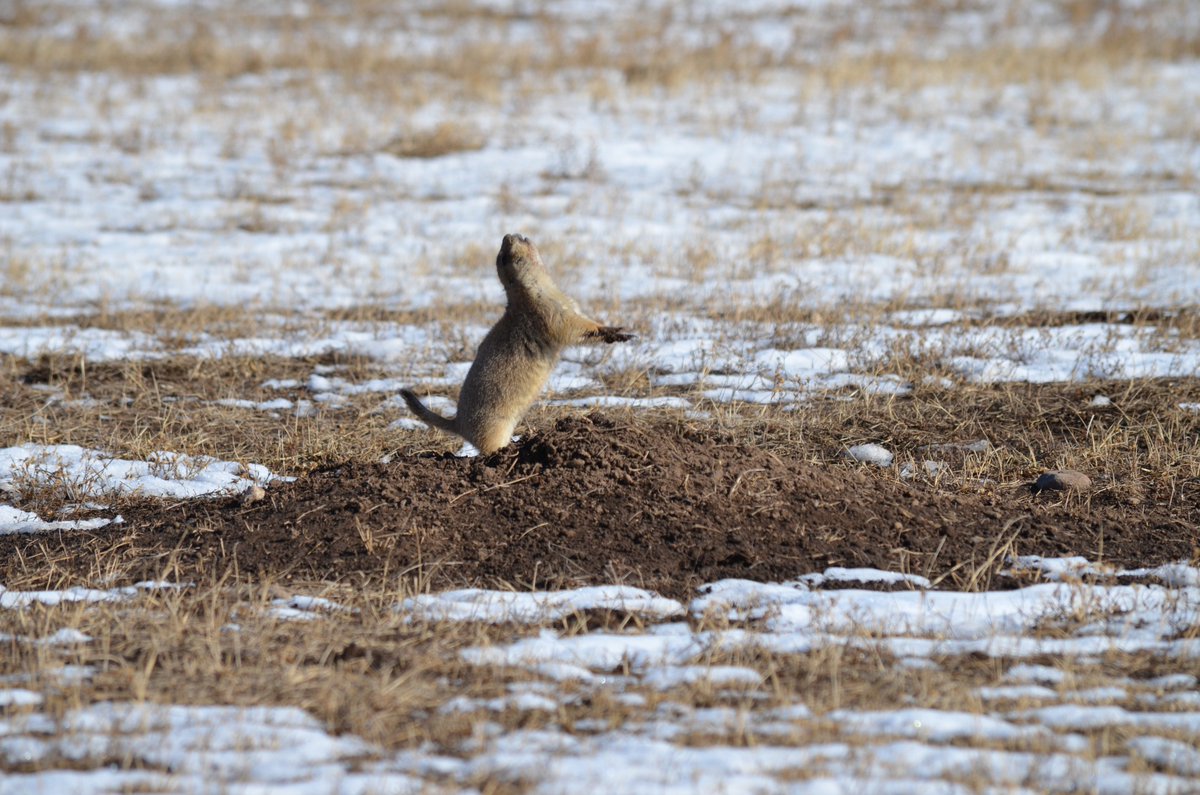 Wind Cave has an abundance of wildlife and provides great opportunities for wildlife viewing. Prairie dogs are one of the most commonly seen animals. Take a moment to watch these little critters as they scurry about. You may catch them doing a jump yip! #ScenicDriveSunday