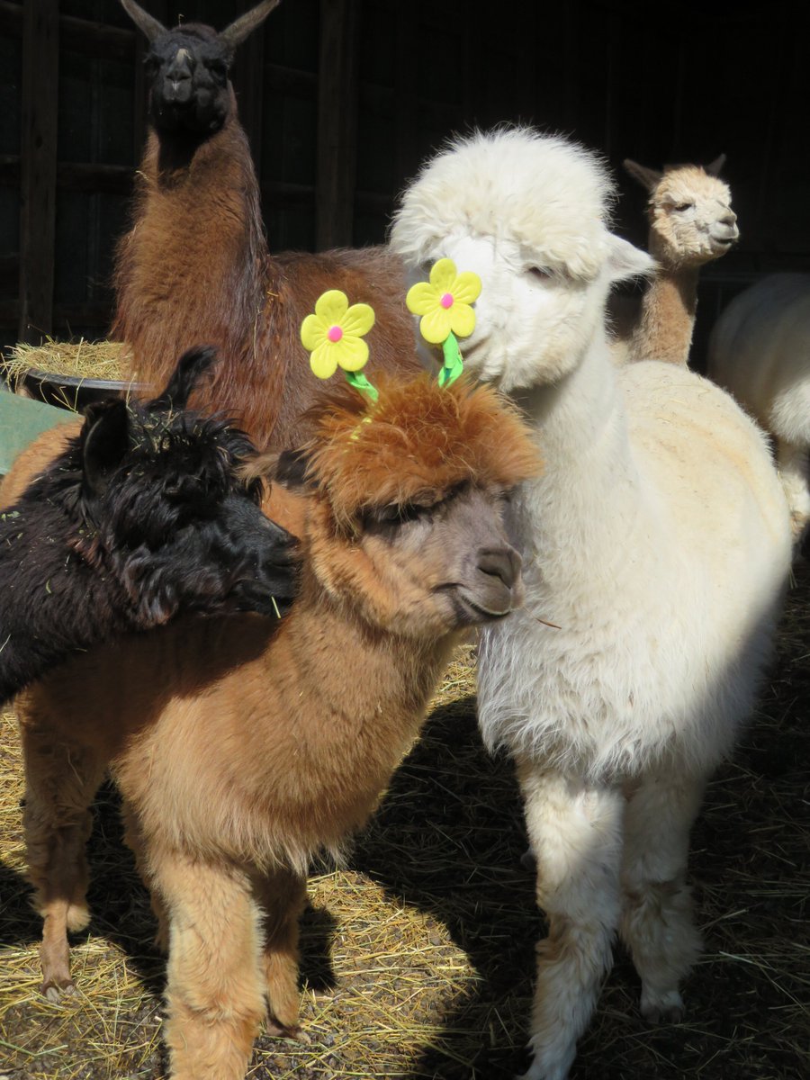 Rockchapalpacas's tweet photo. It's time to stop and smell the flowers and send some love to one another.  Happy Easter from Rockchapalpacas https://t.co/D64bFNT7op