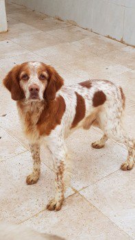 millypod1's tweet photo. TOMMY FOUND SAFE. THANKS FOR RT's 😊🐕
NEW SPANISH RESCUE
VERY NERVOUS OLDER Brittany Male
LAST SEEN: on Waste Lane on Langney Rise #Eastbourne #BN23
#BN20 #BN21 #BN22 #BN24 #BN25 #BN26 #BN27
https://t.co/U7DcufTI3m https://t.co/59T4h1mQDF