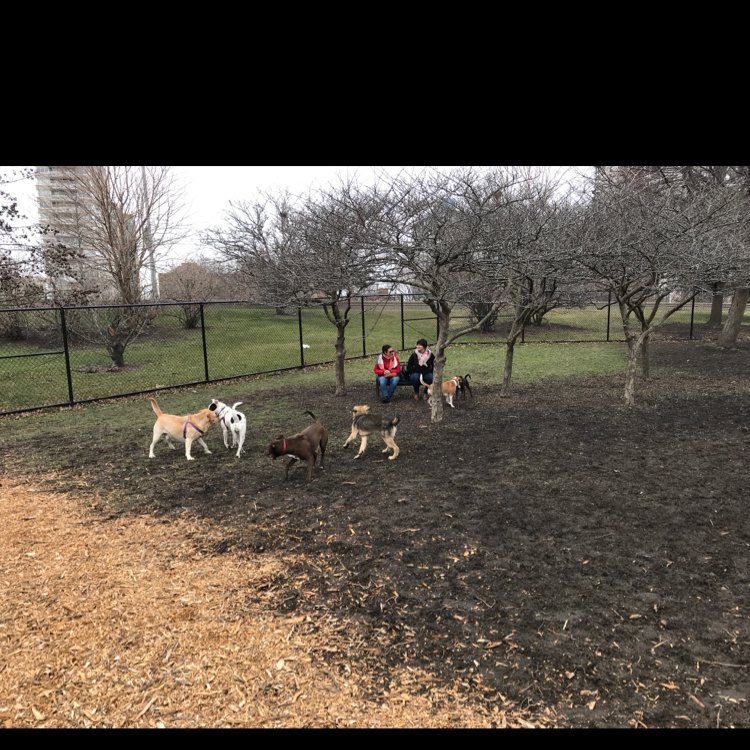 EdgewaterDog's tweet image. We’re running! We’re chasing! We’re having so much fun! #dogpark #edgewater #dogslife