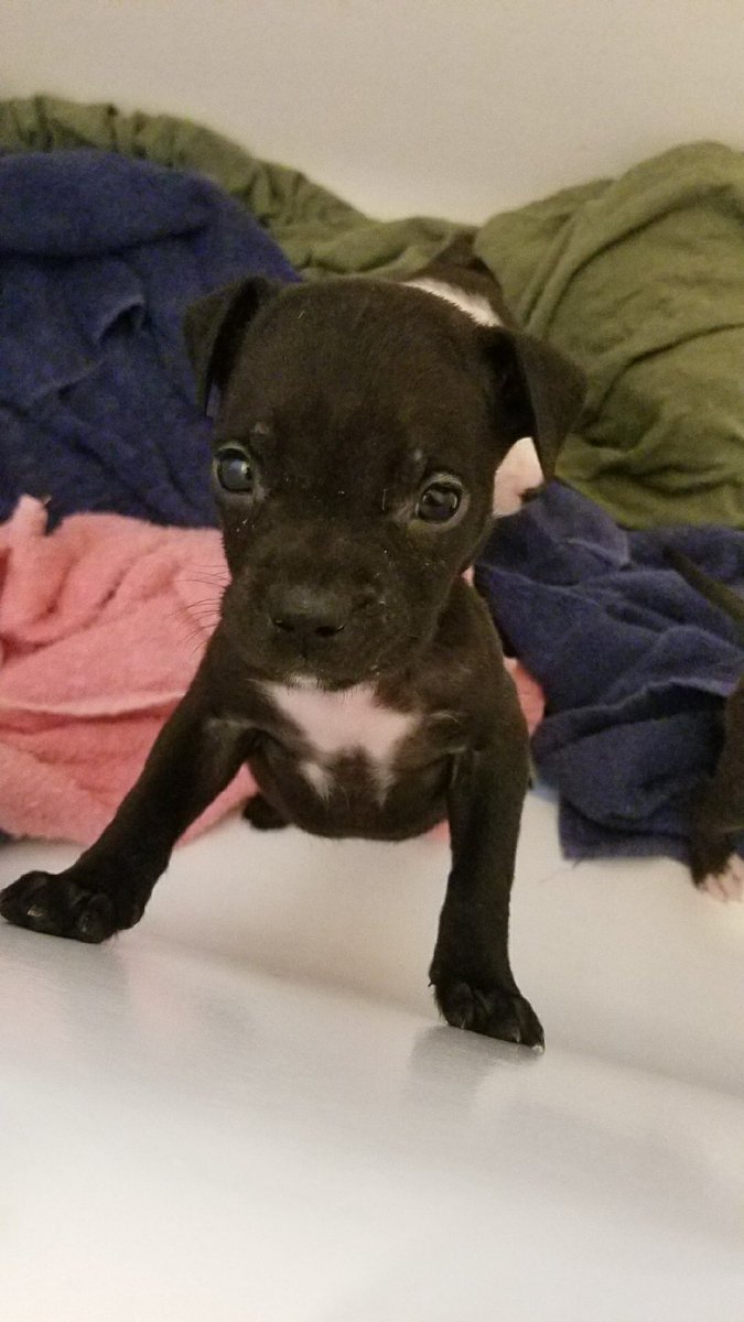Barkleybullet's tweet photo. @1AbbyRoad @darth Ruby, Pearl, Jade.. OMG SO CUTE!! #HOUPetsAlive #Pitbulls https://t.co/xbpHIZr7zH