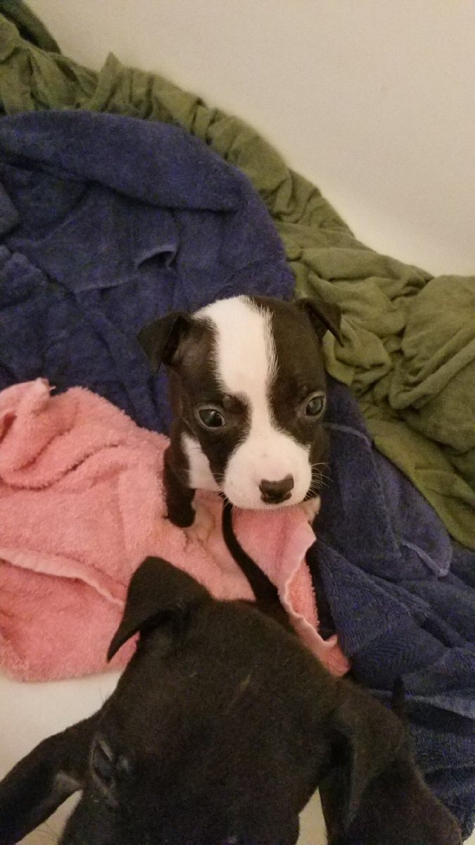 Barkleybullet's tweet photo. @1AbbyRoad @darth Ruby, Pearl, Jade.. OMG SO CUTE!! #HOUPetsAlive #Pitbulls https://t.co/xbpHIZr7zH