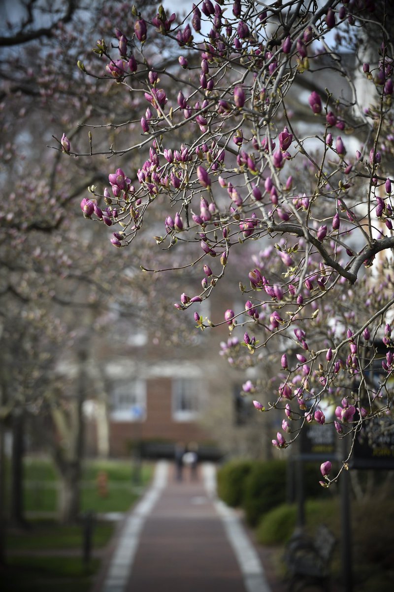 JHHomewoodPhoto's tweet photo. Enjoy them while you can, people of @JohnsHopkins ; these usually don't last more than a few days, after which they quickly turn from colorful campus scenery to slippery brown piles on the sidewalks. https://t.co/Eeio3LwFYL
