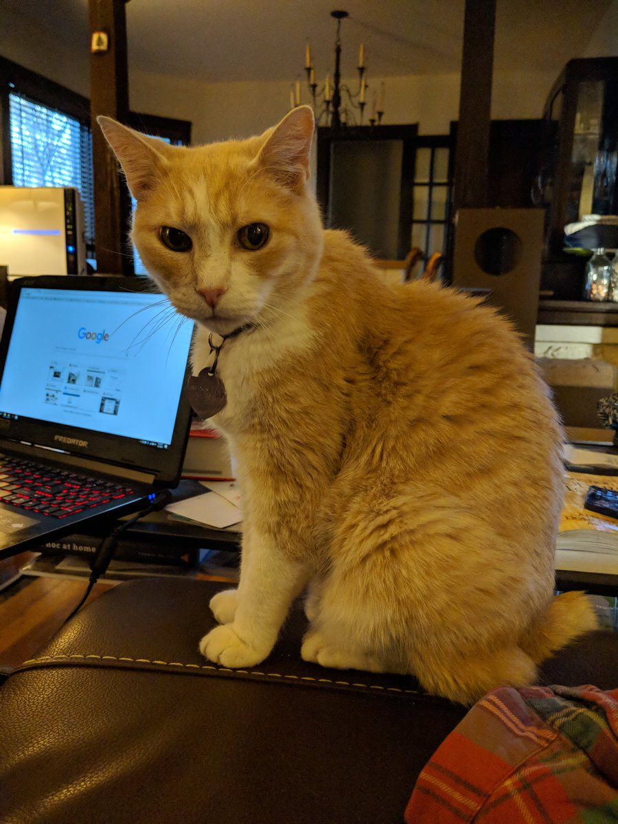 QueenBeancat's tweet image. Everyone else gets strawberry cobbler. #catworldproblems