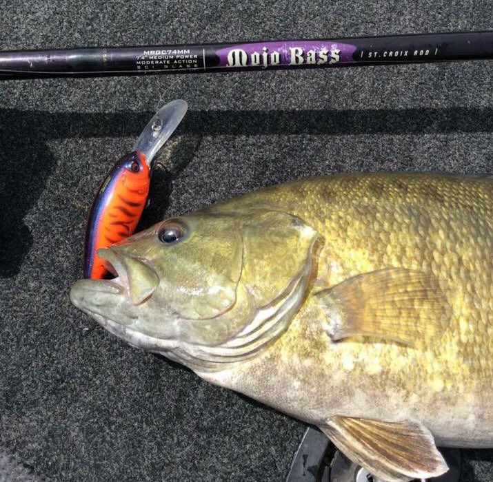 From St. Croix Rod fan Kris Johnson: “The Mojo “Crankster” crankbait rod getting it done on a beautiful spring smallie. #bestrodsonearth #stcroixrods”